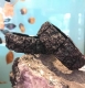 Tektite